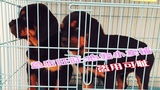 上海出售纯种罗威那犬罗威纳犬幼犬猛犬护卫犬德系美系罗幼犬