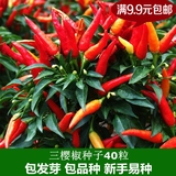 721阳台蔬菜 辣椒种子朝天椒种子日本三樱椒种盆栽四季可播40粒