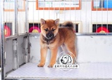 纯种日本柴犬幼犬 出售 日系柴犬宠物狗狗 支持支付宝 可送货