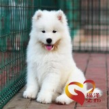 纯种赛级萨摩耶幼犬出售宠物狗狗家养白色雪橇犬活体同城送货特价