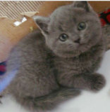 【高品质蓝猫】纯种英短蓝猫 超萌纯蓝英国短毛猫 包子脸蓝猫弟弟