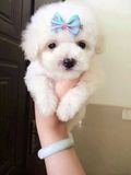 促销 泰迪犬 纯种 幼犬出售 玩具型 白色 贵宾 宠物狗 支付宝视频