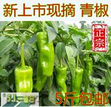 农家自种新鲜蔬菜绿色蔬菜新鲜青椒有机蔬菜青椒辣椒菜椒薄皮青椒