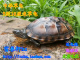 特价大小乌龟活体中华草龟冷水龟陆金线放生龟9到10厘米