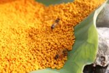 荷花粉 天然 正品 养 颜 祛 斑 蜂花粉 农家自产 250克