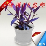 室内盆栽紫吊兰 紫罗兰花苗 净化空气