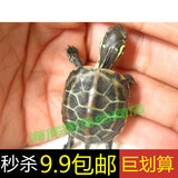 乌龟活体 中华草龟冷水龟 金线龟 檀香龟 宠物龟  宠物龟2只包邮
