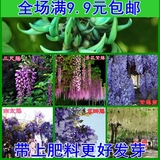 当年新采的苗木树种 紫藤种子 美丽的紫藤花种子5元20粒 花卉种子