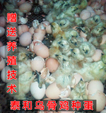泰和原种乌鸡种蛋乌鸡受精蛋五黑白凤竹丝羽鸡蛋可孵化小鸡热销