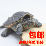 2015活体北美小鳄龟苗 水龟宠物乌龟 小鳄龟全品健康乌龟6~11厘米