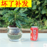 孔雀竹芋 创意水培植物净化空气绿植室内办公室有氧盆栽桌面盆景
