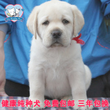 导盲犬小Q 奶黄色纯种拉布拉多幼犬狗狗出售 奶白色精品大骨量