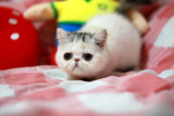 赛级CFA 宠物 纯种加菲猫 加菲mm  异国短毛猫 银虎斑梵 活体幼猫