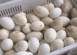 鹅种蛋可以孵化受精种鹅蛋10枚起包邮杂家白鹅蛋量大批发破损包赔