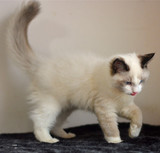 cfa注册家养幼猫纯种猫布偶猫蓝双色海豹双色弟弟