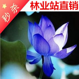 特价 迷你小碗莲苗 碗莲根苗【 [蓝宝石] 24个品种 种藕莲花盆栽