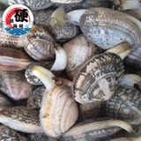 硬派海鲜红岛蛤蜊青岛特产500g野生鲜活水产新鲜海鲜干净无沙多肉