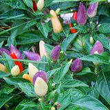 盆栽蔬菜种子五色椒朝天椒 五彩辣椒种子食用观赏两不误阳台种菜
