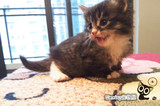 【Monday宠物屋】CFA/WCF双注册猫舍 纯种缅因猫宠物幼猫展示成都