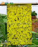 美多园艺 批发双面进口胶粘虫黄板/PVC塑料粘虫板/杀虫板/诱虫板