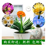 【天天特价】君子兰盆栽6-8片叶子小苗花卉绿植室内植物