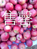 新鲜秦冠苹果【中果】粉面香甜胜花牛蛇果栖霞红富士五斤包邮