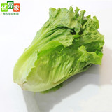 【优异家】新鲜生菜 绿色有机蔬菜 时令应季圆生菜 蔬菜沙拉必备