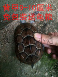 乌龟活体宠物龟中华草龟公草公龟金线龟9-11厘米送龟粮