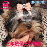 韩国超小体约克夏纯种幼犬出售 甜美超可爱狗狗 适合寄养宠物狗