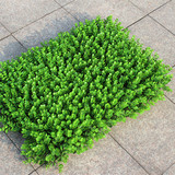 仿真绿植尤加利米兰草多款加密加高塑料植物墙假草坪人造草皮批发