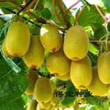果树种子 猕猴桃 红心猕猴桃种子可庭院 盆栽出芽率高 好种植50粒