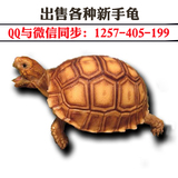 素食龟吃菜龟活体 新手陆龟活体 大型观赏半水龟乌龟活体水龟活体