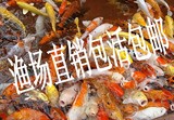 日本锦鲤活体 纯种包活包邮最好养各种花色观赏鱼鱼苗冷水鱼批发