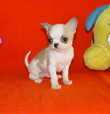 超小体墨西哥吉娃娃幼犬出售 苹果头 大眼睛 袖珍体保纯健康