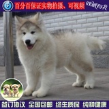 赛级巨型犬灰色阿拉斯加雪橇犬幼犬出售纯种阿拉斯加犬幼犬宠物狗