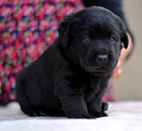 黑色拉布拉多幼犬出售 纯种拉布拉多寻回猎犬导盲犬工作犬大型犬