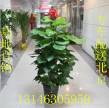 大型绿萝柱客厅盆栽绿植物花卉开业乔迁室内净化空气吸甲醛送北京