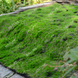 仿真草坪塑料人工假草皮人造植毛石地毯 绿植楼顶阳台苔藓背景墙