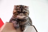 美国CFA注册猫舍Sylvia.T 纯种猫 异国短毛猫 加菲猫 赛级