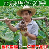 2015桂林农家自种新鲜荔浦芋头槟榔芋香芋 贡芋 粉香糯1件5斤包邮