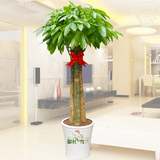 大型三杆发财树绿植盆栽杭州开业乔迁花卉办公室客厅净化空气植物