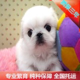 北京犬舍特价出售纯种京巴宠物狗哈巴狗幼犬北京可送到家终身质保