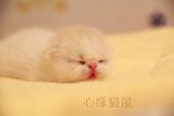 家养黄色幼猫加菲猫异国短毛猫异短宠物猫 黄色加白加菲(sold)