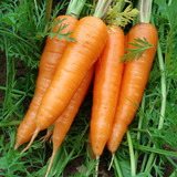 彩包6 F013 胡萝卜]蔬菜种子小人参 阳台种菜籽 金皇冠