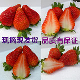北京特产 天香红颜新鲜草莓水果胜双流奶油草莓800克装包邮顺丰