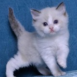 宠物活体小猫咪 双色奶油色海豹色蓝眼布偶猫 幼猫 萌喵屋