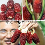 寿光蔬菜种子 台湾农友鲜食草莓水果玉米种子 四季可盆栽 500克