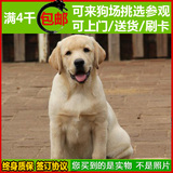 精品赛级 纯种拉布拉多犬 幼犬出售 家养拉不拉多导盲犬 宠物狗62