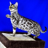 TICA 银色孟加拉豹猫 银木炭APB/A F5直血 母猫 JUM（展示）