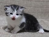 美国短毛猫银虎斑加白 美短银虎斑 苏格兰折耳猫
